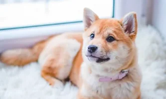 Ucraina: accordo Iata-Hsi per trasporto aereo cani e gatti